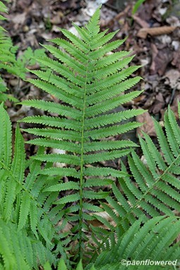 Frond